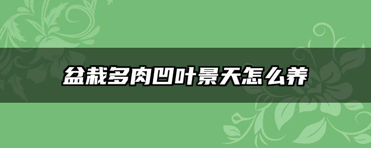 盆栽多肉凹叶景天怎么养