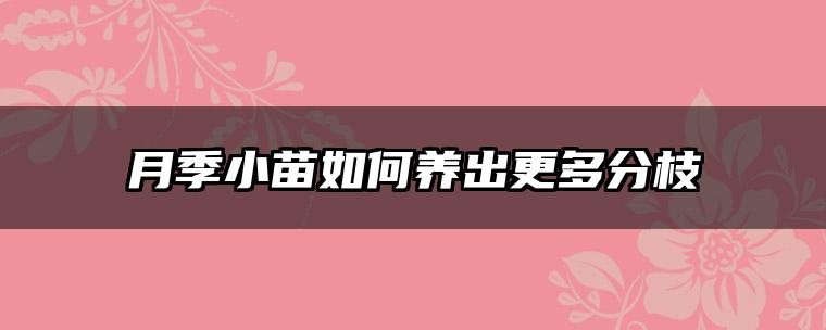 月季小苗如何养出更多分枝