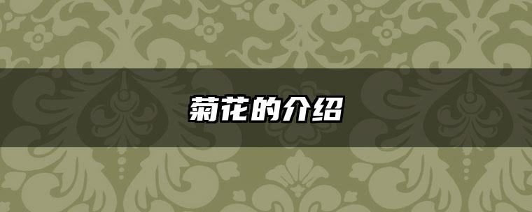 菊花的介绍