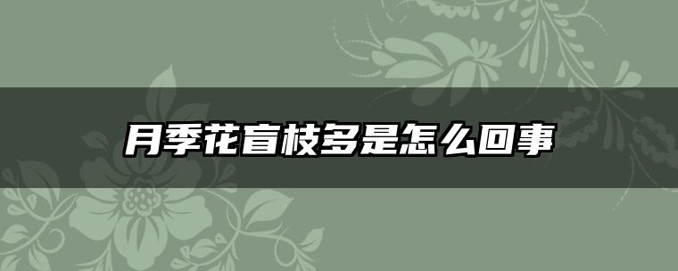 月季花盲枝多是怎么回事