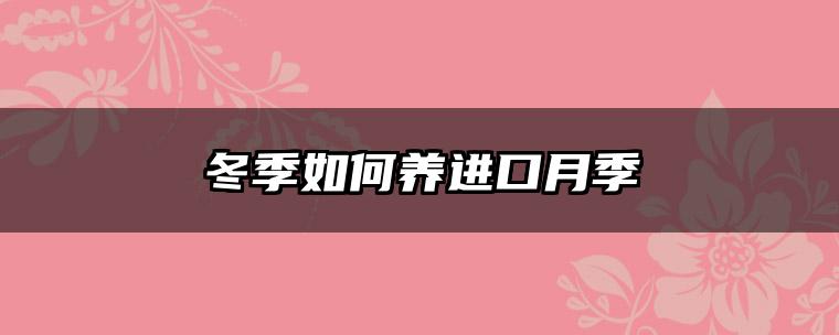 冬季如何养进口月季
