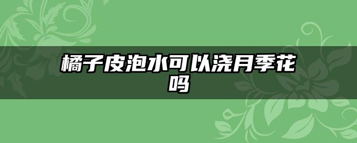 橘子皮泡水可以浇月季花吗