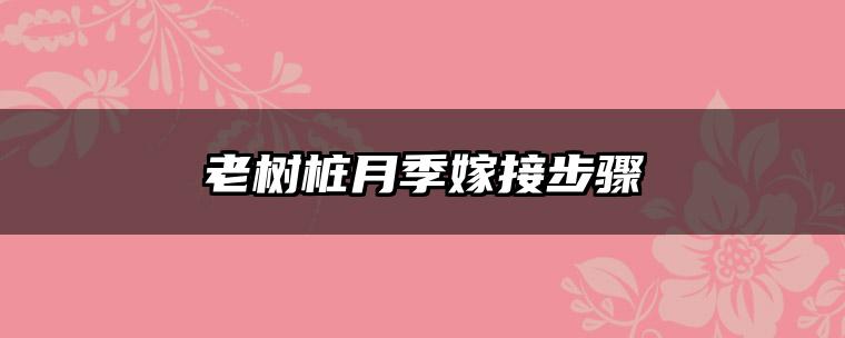 老树桩月季嫁接步骤