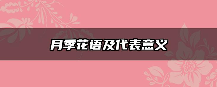 月季花语及代表意义