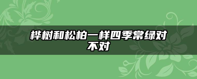 桦树和松柏一样四季常绿对不对