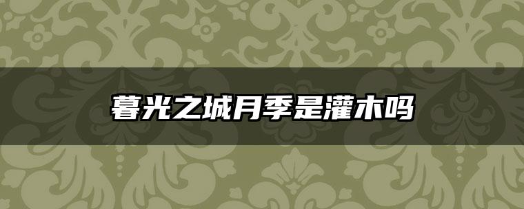暮光之城月季是灌木吗