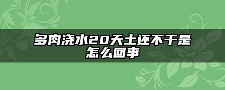 多肉浇水20天土还不干是怎么回事