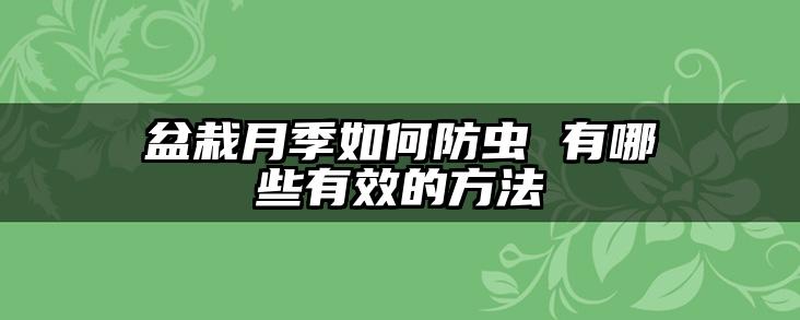 盆栽月季如何防虫 有哪些有效的方法