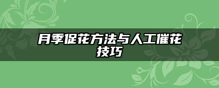 月季促花方法与人工催花技巧