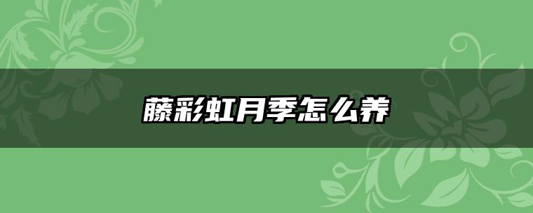 藤彩虹月季怎么养