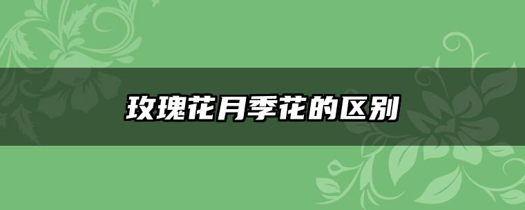 玫瑰花月季花的区别