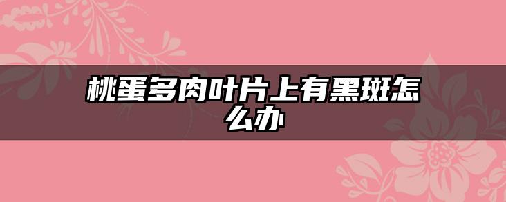 桃蛋多肉叶片上有黑斑怎么办
