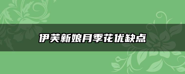 伊芙新娘月季花优缺点