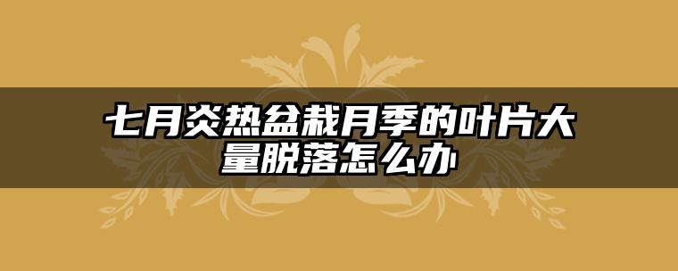 七月炎热盆栽月季的叶片大量脱落怎么办