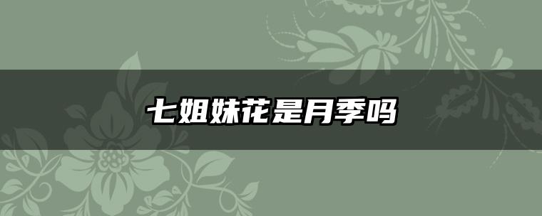 七姐妹花是月季吗