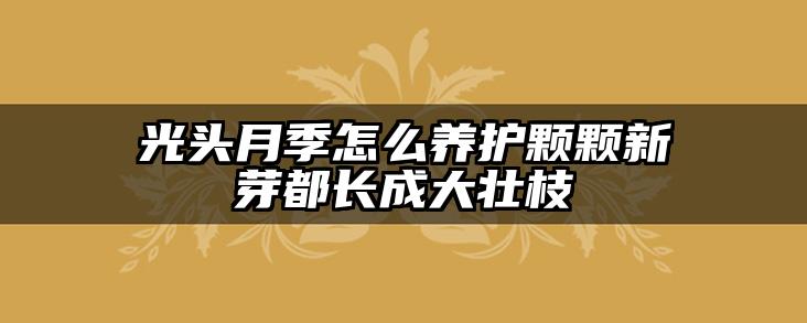 光头月季怎么养护颗颗新芽都长成大壮枝