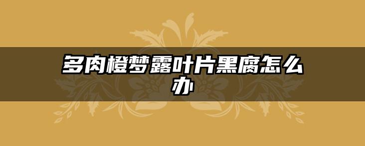 多肉橙梦露叶片黑腐怎么办