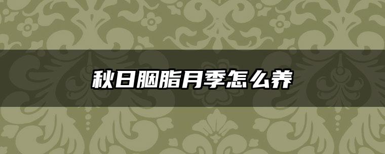 秋日胭脂月季怎么养