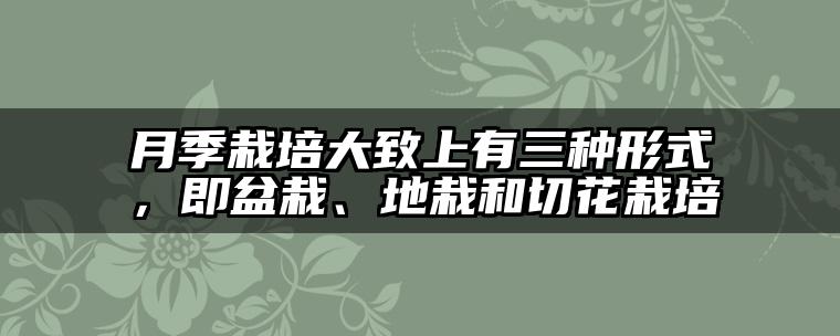 月季栽培大致上有三种形式,即盆栽、地栽和切花栽培