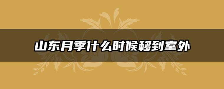 山东月季什么时候移到室外