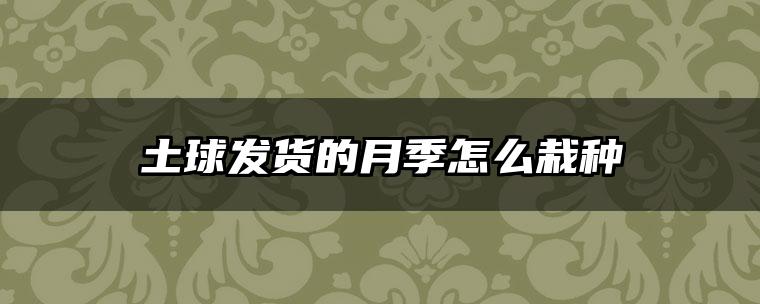 土球发货的月季怎么栽种