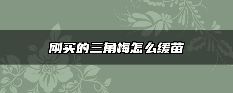 刚买的三角梅怎么缓苗