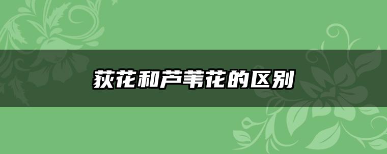 荻花和芦苇花的区别