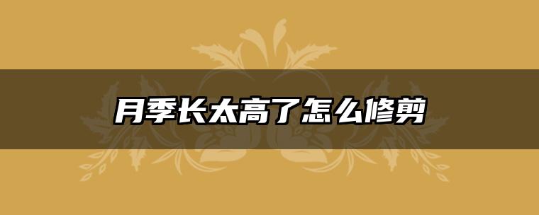 月季长太高了怎么修剪