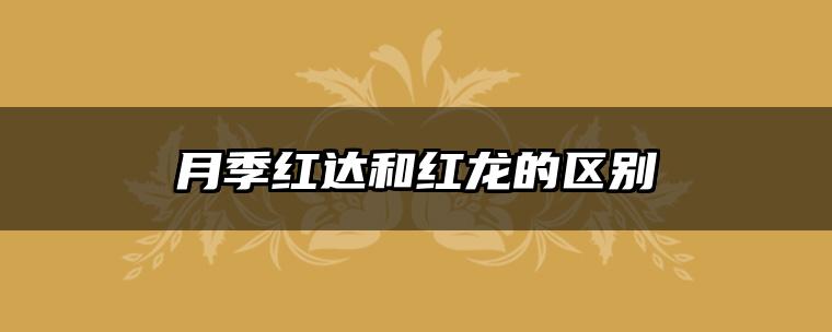 月季红达和红龙的区别