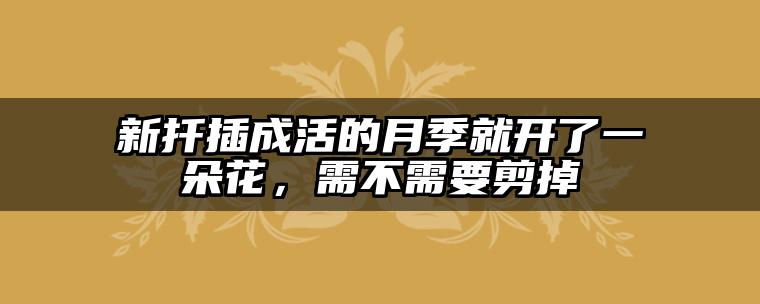 新扦插成活的月季就开了一朵花,需不需要剪掉