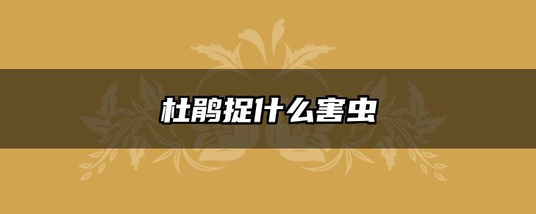 杜鹃捉什么害虫