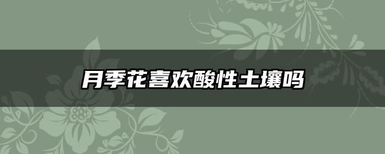 月季花喜欢酸性土壤吗