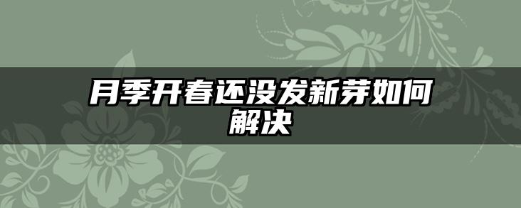 月季开春还没发新芽如何解决