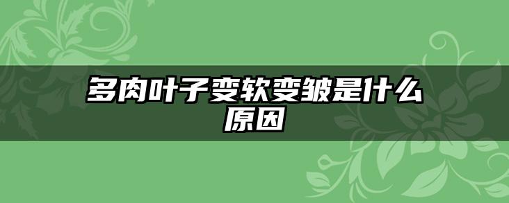 多肉叶子变软变皱是什么原因
