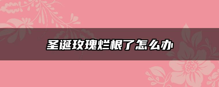 圣诞玫瑰烂根了怎么办