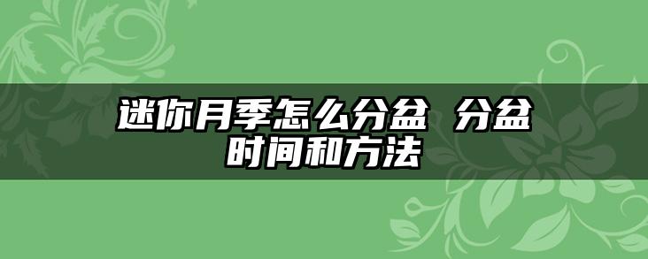 迷你月季怎么分盆 分盆时间和方法