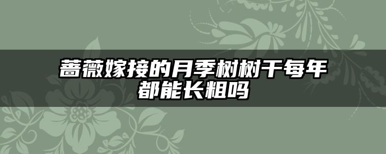 蔷薇嫁接的月季树树干每年都能长粗吗