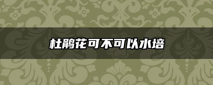 杜鹃花可不可以水培
