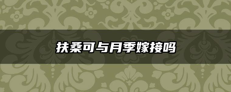 扶桑可与月季嫁接吗