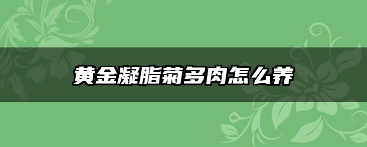 黄金凝脂菊多肉怎么养