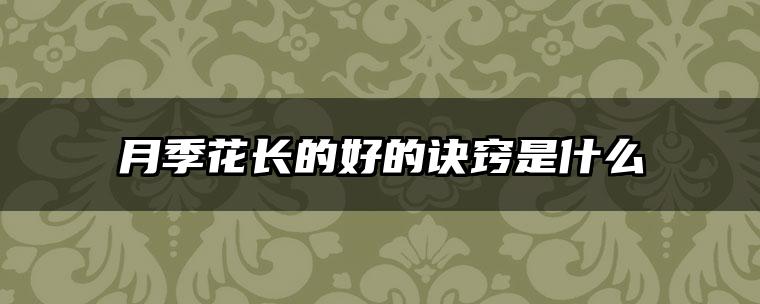 月季花长的好的诀窍是什么