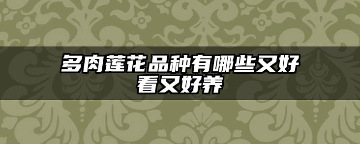 多肉莲花品种有哪些又好看又好养