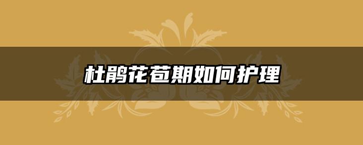 杜鹃花苞期如何护理