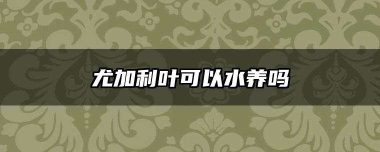 尤加利叶可以水养吗