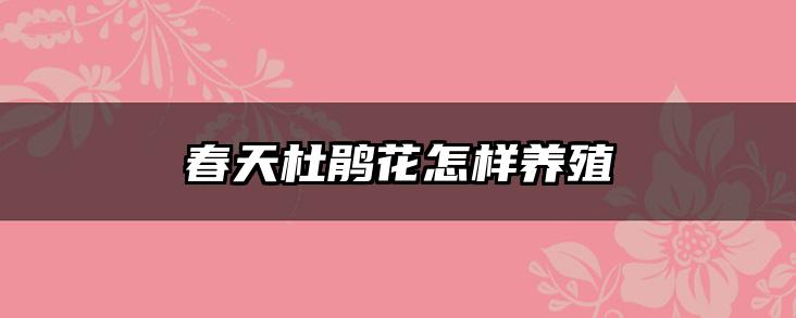 春天杜鹃花怎样养殖