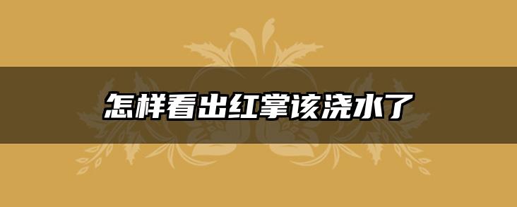 怎样看出红掌该浇水了