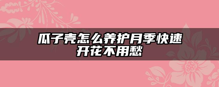 瓜子壳怎么养护月季快速开花不用愁