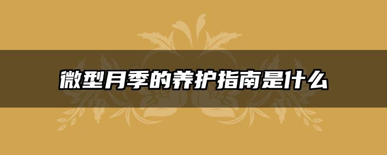 微型月季的养护指南是什么