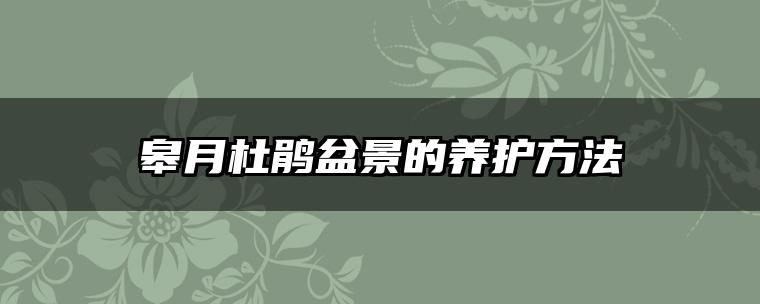 皋月杜鹃盆景的养护方法