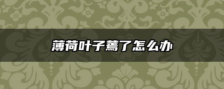 薄荷叶子蔫了怎么办